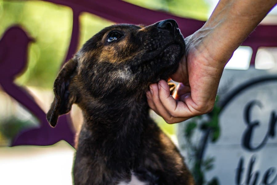 A shelter puppy being stroked under the chin